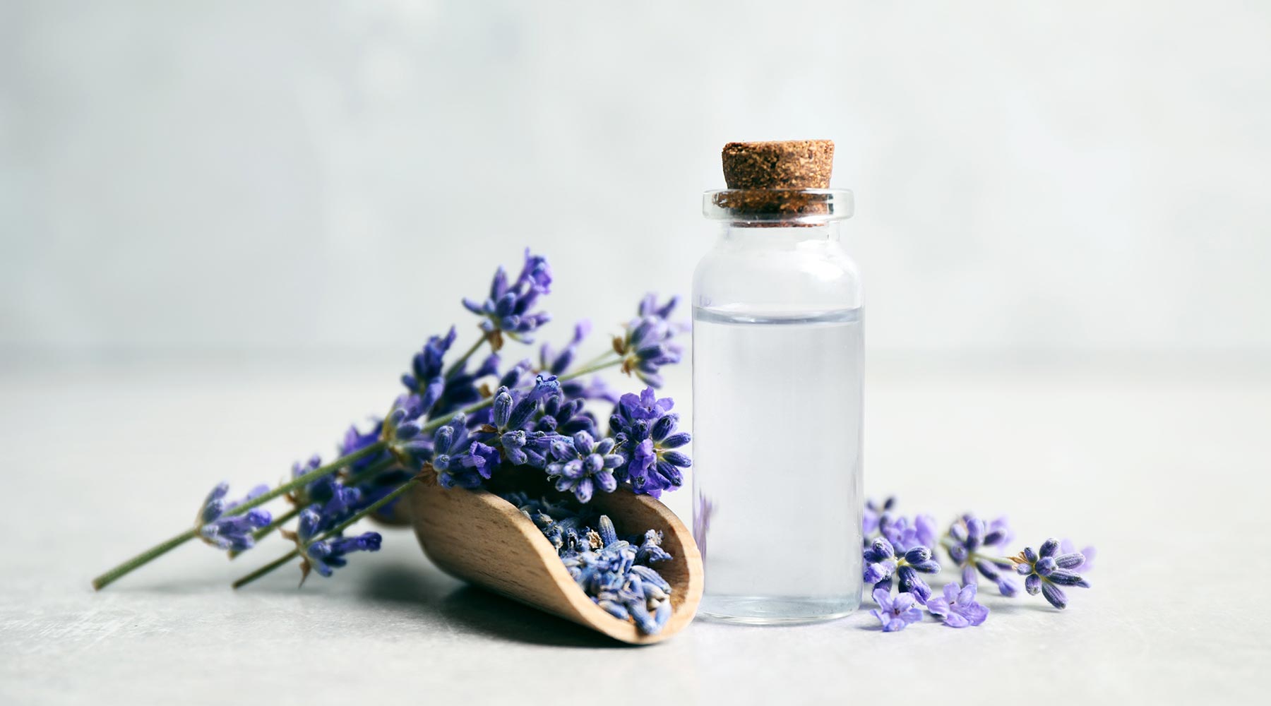 Die Heilpflanze Lavendel im Überblick